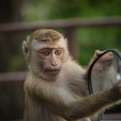 Monkey holding a magnifying glass.